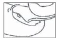 Disegno schematico in bianco e nero che mostra una sezione anatomica di un arto con tessuti e strutture interne dettagliate