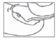 Disegno schematico in bianco e nero che mostra una sezione anatomica di un organo interno con tessuti e strutture biologiche dettagliate