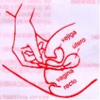 Red anatomical drawing showing the position of the bladder, uterus, vagina, and rectum