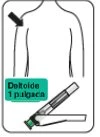 Schema di un busto umano con una freccia che indica il muscolo deltoide e un disegno di un autoiniettore in basso con la scritta Deltoide 1 pulgada