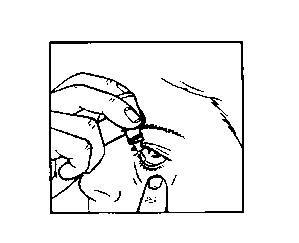 Black and white drawing showing a hand holding a bottle to instill eye drops into the eye