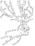 Технічний креслення лініями пунктиру, що зображує складну анатомічну структуру з гіллястими утвореннями, схожими на кровоносні судини або нерви
