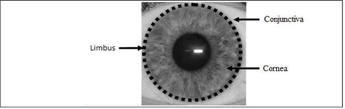 Diagramma anatomico dell'occhio con frecce che indicano la congiuntiva, il limbus e la cornea su uno sfondo di un occhio umano in bianco e nero