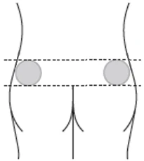Stylized diagram of a human torso with two gray circles positioned on the hips between two horizontal dashed lines