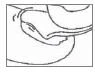 Black and white schematic drawing showing an anatomical section of an internal organ with tissues and biological cavities