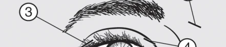 Schematic illustration of the human eye with numbers 3 and 4 marking eyelashes and the upper eyelid to identify the application area