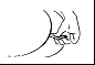 Dibujo esquemático de líneas y formas que representa el contorno de un cuerpo u órgano humano con líneas marcadas que indican vasos sanguíneos o nervios
