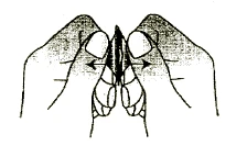 Schematic drawing of two hands spreading index fingers and thumbs apart, creating a gap in the center, with black arrows indicating the direction of movement