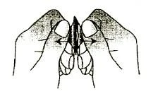 A schematic illustration of two hands prying apart components of a medical device, with arrows pointing in opposite directions