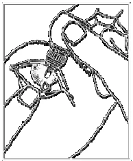 Black and white schematic illustration depicting neural plexuses or blood vessels and a central point of contact between anatomical structures