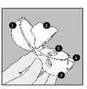 Hand holding a syringe at a 45-degree angle, inserting the needle into the muscle tissue of the arm